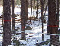 Flagging on trees within the thinning area